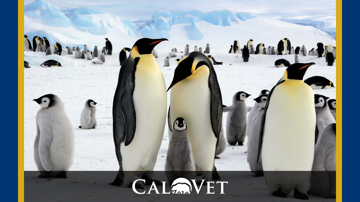 A photo of Empire penguins.