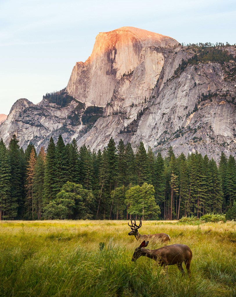 A view of Half-dome from the
Yosemite valley floor.