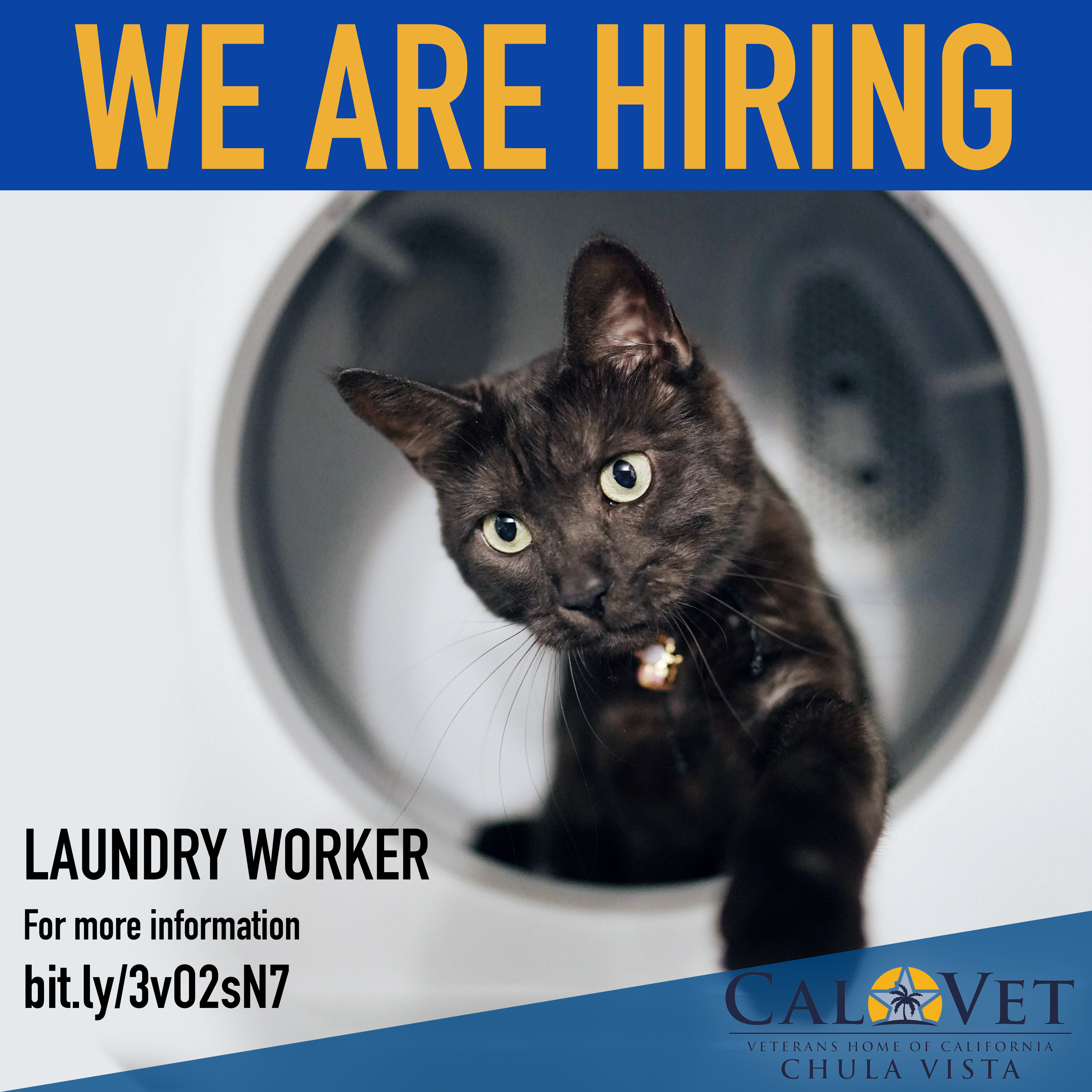Cat looking adorable in a washing machine.