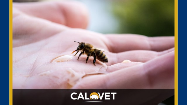 Bee sipping nectar from the palm of veterans hand.