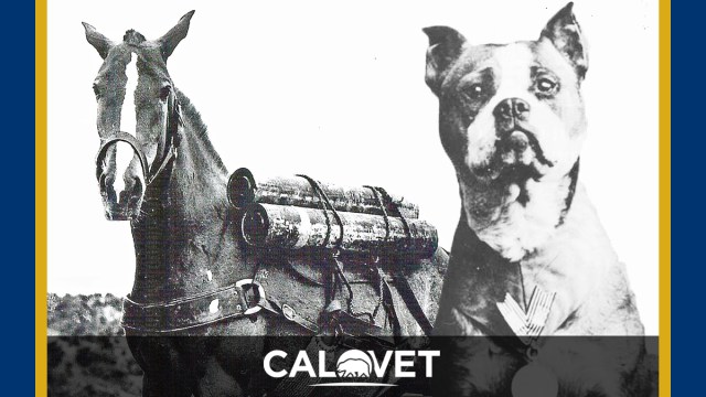 Two photos of the purple heart heros, horse Sergeant Reckless and dog Sergeant Stubby