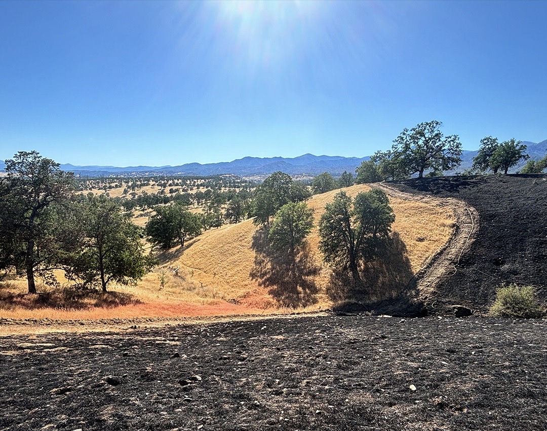 Rural area showing open field, trees, and burned grass.